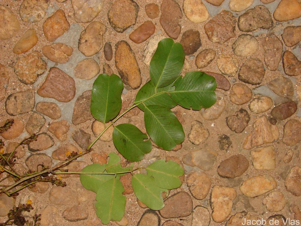 Pterocarpus marsupium Roxb.